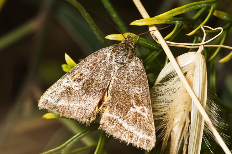 ID per favore:  Synthymia fixa (Noctuidae)